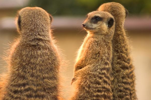 10 sự thật 'dễ xương' về họ hàng của Timon trong 'Vua Sư Tử' - Loài chồn meerkat 10 sự thật 'dễ xương' về họ hàng của Timon trong 'Vua Sư Tử' - Loài chồn meerkat