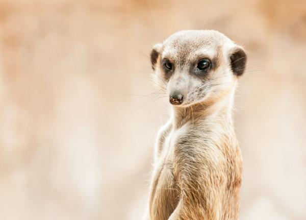 10 sự thật 'dễ xương' về họ hàng của Timon trong 'Vua Sư Tử' - Loài chồn meerkat 10 sự thật 'dễ xương' về họ hàng của Timon trong 'Vua Sư Tử' - Loài chồn meerkat