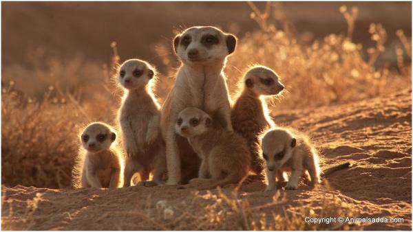 10 sự thật 'dễ xương' về họ hàng của Timon trong 'Vua Sư Tử' - Loài chồn meerkat 10 sự thật 'dễ xương' về họ hàng của Timon trong 'Vua Sư Tử' - Loài chồn meerkat