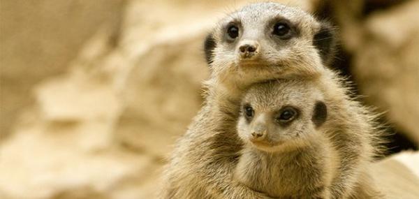 10 sự thật 'dễ xương' về họ hàng của Timon trong 'Vua Sư Tử' - Loài chồn meerkat 10 sự thật 'dễ xương' về họ hàng của Timon trong 'Vua Sư Tử' - Loài chồn meerkat