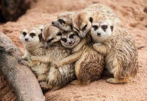10 sự thật 'dễ xương' về họ hàng của Timon trong 'Vua Sư Tử' - Loài chồn meerkat 10 sự thật 'dễ xương' về họ hàng của Timon trong 'Vua Sư Tử' - Loài chồn meerkat