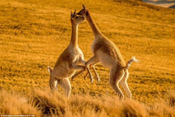 Lạc đà vicuna đánh nhau 'sứt đầu mẻ trán' nhưng nhìn sao cũng giống đang 'iu nhau' thắm thiết Lạc đà vicuna đánh nhau 'sứt đầu mẻ trán' nhưng nhìn sao cũng giống đang 'iu nhau' thắm thiết