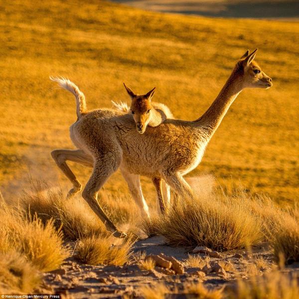 Lạc đà vicuna đánh nhau 'sứt đầu mẻ trán' nhưng nhìn sao cũng giống đang 'iu nhau' thắm thiết Lạc đà vicuna đánh nhau 'sứt đầu mẻ trán' nhưng nhìn sao cũng giống đang 'iu nhau' thắm thiết