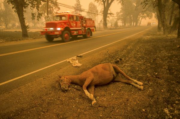 Động vật thảm thương sau khi được giải cứu khỏi đám cháy kinh hoàng ở California Động vật thảm thương sau khi được giải cứu khỏi đám cháy kinh hoàng ở California