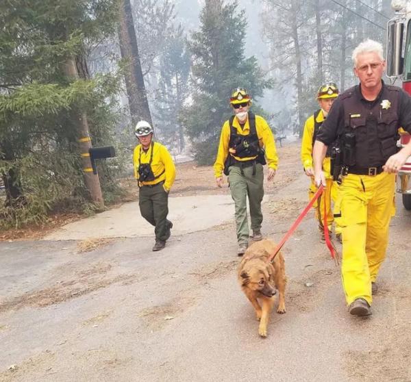 Động vật thảm thương sau khi được giải cứu khỏi đám cháy kinh hoàng ở California Động vật thảm thương sau khi được giải cứu khỏi đám cháy kinh hoàng ở California