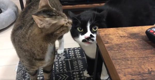 Chú mèo nói ngôn ngữ ngoài hành tinh khiến loài người hoảng loạn Chú mèo nói ngôn ngữ ngoài hành tinh khiến loài người hoảng loạn