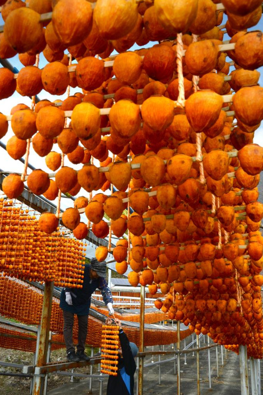 Du lịch Nhật Bản mùa này hãy nhớ để ý chiêm ngưỡng những 'mành treo hồng sấy' Du lịch Nhật Bản mùa này hãy nhớ để ý chiêm ngưỡng những 'mành treo hồng sấy'