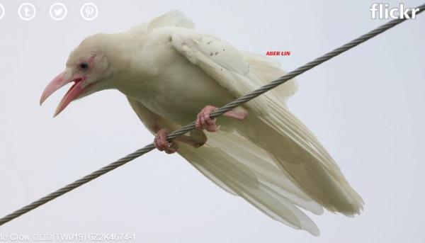 23 động vật bị bạch tạng đẹp huyền diệu như thể đến từ hành tinh khác 23 động vật bị bạch tạng đẹp huyền diệu như thể đến từ hành tinh khác