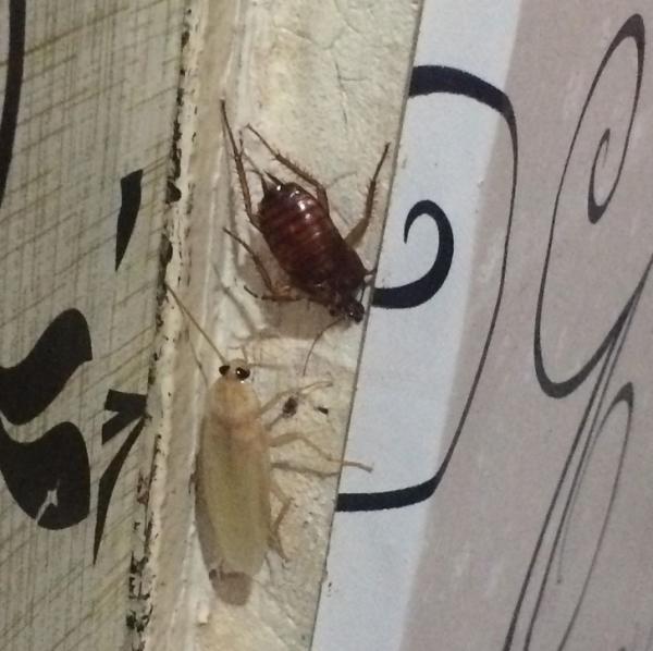 23 động vật bị bạch tạng đẹp huyền diệu như thể đến từ hành tinh khác 23 động vật bị bạch tạng đẹp huyền diệu như thể đến từ hành tinh khác