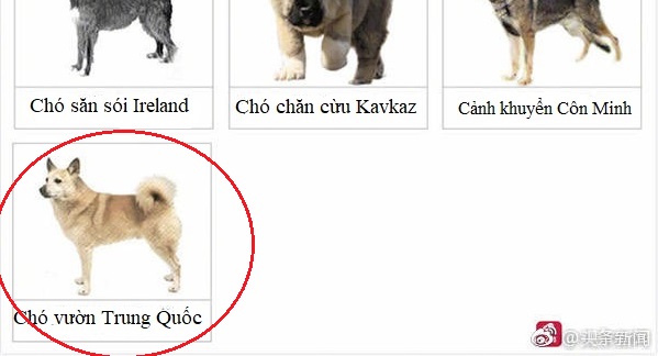 Trung Quốc: Thành phố ban lệnh cấm nuôi chó, hội yêu thú cưng lo ngại chỉ là cái cớ tiêu diệt chó lang thang Trung Quốc: Thành phố ban lệnh cấm nuôi chó, hội yêu thú cưng lo ngại chỉ là cái cớ tiêu diệt chó lang thang