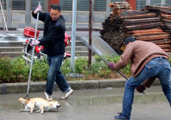 Trung Quốc: Thành phố ban lệnh cấm nuôi chó, hội yêu thú cưng lo ngại chỉ là cái cớ tiêu diệt chó lang thang Trung Quốc: Thành phố ban lệnh cấm nuôi chó, hội yêu thú cưng lo ngại chỉ là cái cớ tiêu diệt chó lang thang