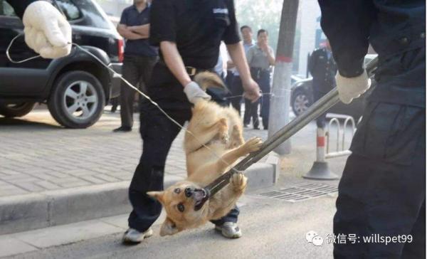 Trung Quốc: Thành phố ban lệnh cấm nuôi chó, hội yêu thú cưng lo ngại chỉ là cái cớ tiêu diệt chó lang thang Trung Quốc: Thành phố ban lệnh cấm nuôi chó, hội yêu thú cưng lo ngại chỉ là cái cớ tiêu diệt chó lang thang