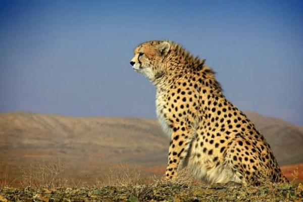 20 sự thật thú vị về nước Iran: Tặng quà phải từ chối 3 lần mới được nhận, Internet bị chính phủ kiểm soát 20 sự thật thú vị về nước Iran: Tặng quà phải từ chối 3 lần mới được nhận, Internet bị chính phủ kiểm soát