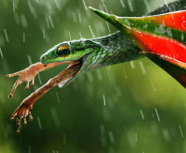 Chùm ảnh độc đáo khi động vật ăn tươi nuốt sống lẫn nhau để sinh tồn trong tự nhiên Chùm ảnh độc đáo khi động vật ăn tươi nuốt sống lẫn nhau để sinh tồn trong tự nhiên