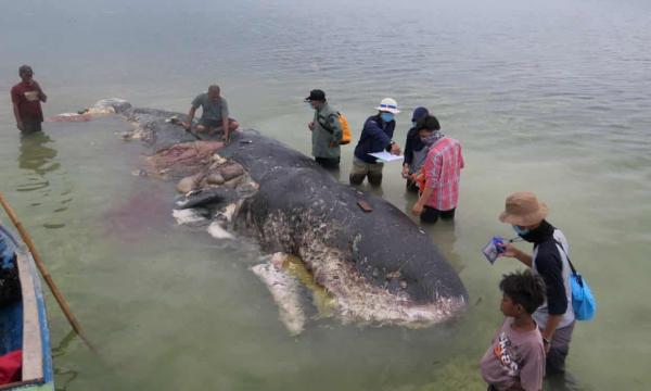 Hàng nghìn mảnh rác thải gây ra cái chết thảm thương cho cá voi tại Indonesia Hàng nghìn mảnh rác thải gây ra cái chết thảm thương cho cá voi tại Indonesia