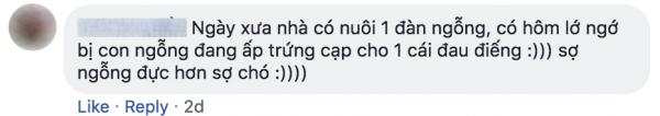 Tuổi thơ ai đã từng bị ngỗng đuổi đến lên bờ xuống ruộng? Tuổi thơ ai đã từng bị ngỗng đuổi đến lên bờ xuống ruộng?
