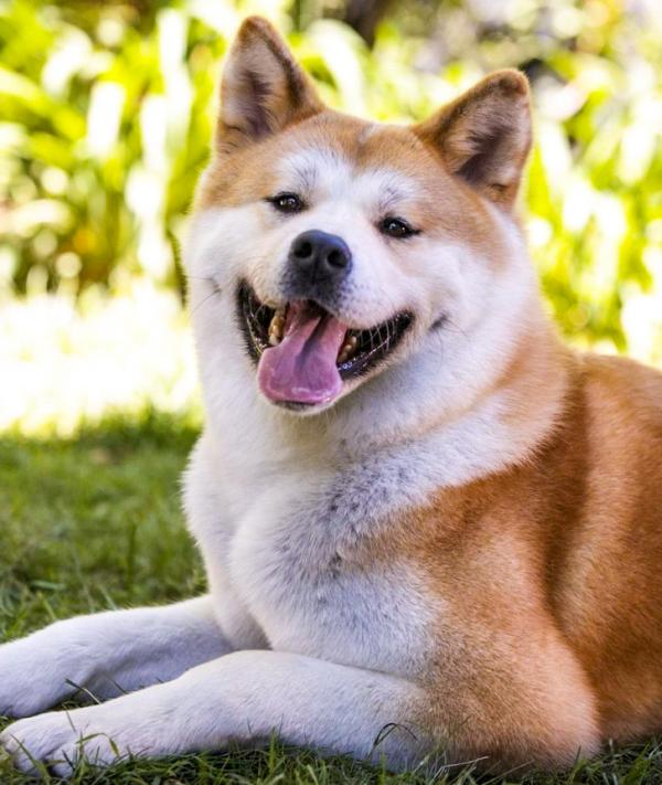10 giống chó cực cute nhưng là sai lầm khi nuôi trong nhà có trẻ em 10 giống chó cực cute nhưng là sai lầm khi nuôi trong nhà có trẻ em
