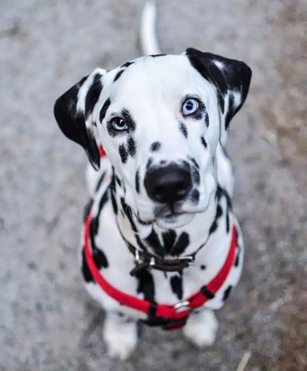 10 giống chó cực cute nhưng là sai lầm khi nuôi trong nhà có trẻ em 10 giống chó cực cute nhưng là sai lầm khi nuôi trong nhà có trẻ em