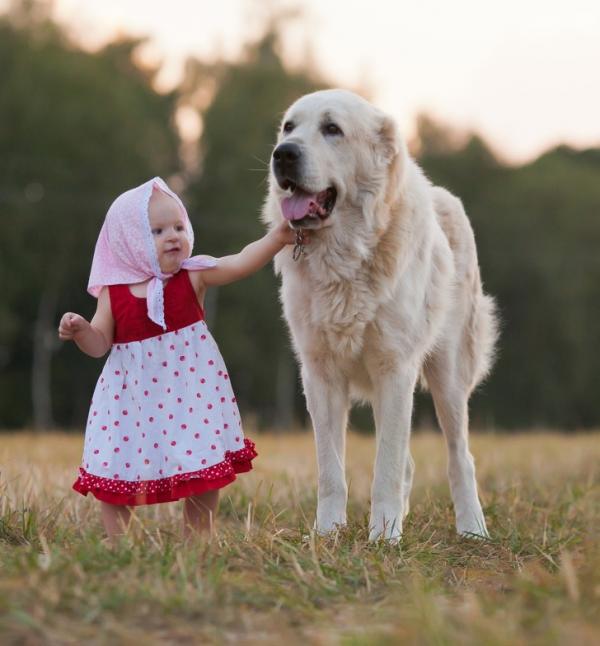 10 giống chó cực cute nhưng là sai lầm khi nuôi trong nhà có trẻ em 10 giống chó cực cute nhưng là sai lầm khi nuôi trong nhà có trẻ em