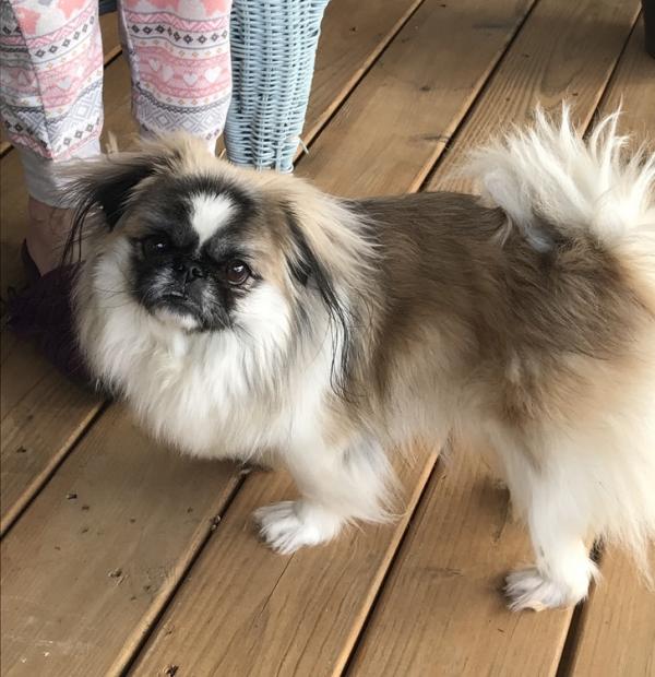 10 giống chó cực cute nhưng là sai lầm khi nuôi trong nhà có trẻ em 10 giống chó cực cute nhưng là sai lầm khi nuôi trong nhà có trẻ em