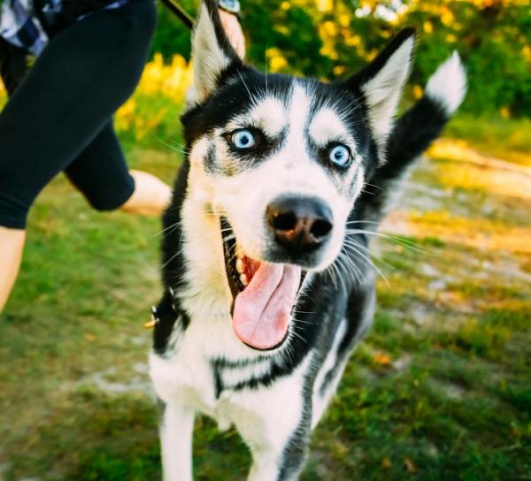 10 giống chó cực cute nhưng là sai lầm khi nuôi trong nhà có trẻ em 10 giống chó cực cute nhưng là sai lầm khi nuôi trong nhà có trẻ em