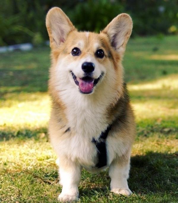 10 giống chó cực cute nhưng là sai lầm khi nuôi trong nhà có trẻ em 10 giống chó cực cute nhưng là sai lầm khi nuôi trong nhà có trẻ em