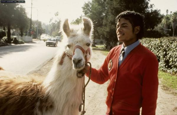 Suýt nữa đã có bài song ca kinh điển giữa Freddie Mercury và Michael Jackson nếu không vì... một con llama Suýt nữa đã có bài song ca kinh điển giữa Freddie Mercury và Michael Jackson nếu không vì... một con llama