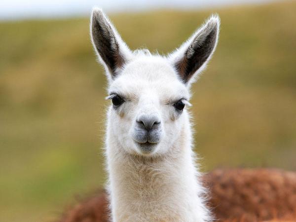 Suýt nữa đã có bài song ca kinh điển giữa Freddie Mercury và Michael Jackson nếu không vì... một con llama Suýt nữa đã có bài song ca kinh điển giữa Freddie Mercury và Michael Jackson nếu không vì... một con llama