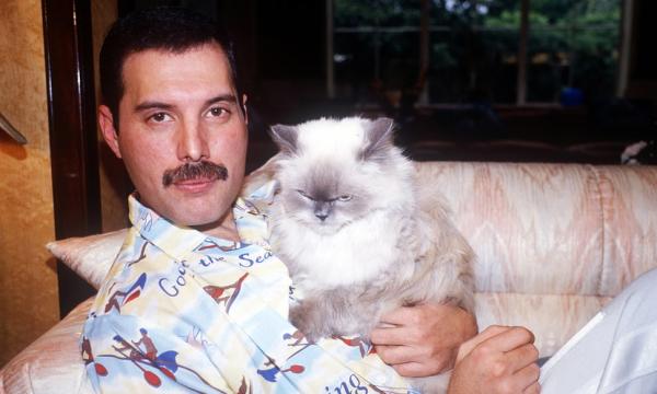 Suýt nữa đã có bài song ca kinh điển giữa Freddie Mercury và Michael Jackson nếu không vì... một con llama Suýt nữa đã có bài song ca kinh điển giữa Freddie Mercury và Michael Jackson nếu không vì... một con llama