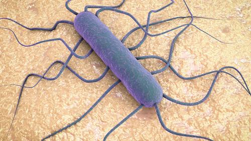 Chả lụa Việt Nam bị thu hồi trên toàn nước Mỹ vì phát hiện có nhiễm Listeriosis Chả lụa Việt Nam bị thu hồi trên toàn nước Mỹ vì phát hiện có nhiễm Listeriosis