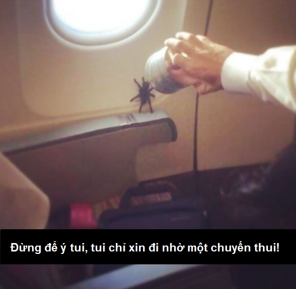 Tuyển tập những chuyện thật mà như đùa trên các chuyến bay (P4) Tuyển tập những chuyện thật mà như đùa trên các chuyến bay (P4)
