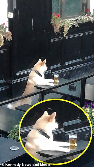 Bắt gặp em chó Shiba uống trộm bia, trước khi 'nhấp tí men' còn biết láo liên nhìn xem chủ đâu rồi Bắt gặp em chó Shiba uống trộm bia, trước khi 'nhấp tí men' còn biết láo liên nhìn xem chủ đâu rồi