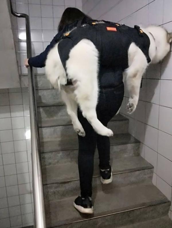 Cô gái cõng chó cưng 32kg bị viêm khớp lên xuống 5 tầng lầu: 'Chỉ cần em khoẻ, chị nguyện lòng làm tất cả' Cô gái cõng chó cưng 32kg bị viêm khớp lên xuống 5 tầng lầu: 'Chỉ cần em khoẻ, chị nguyện lòng làm tất cả'