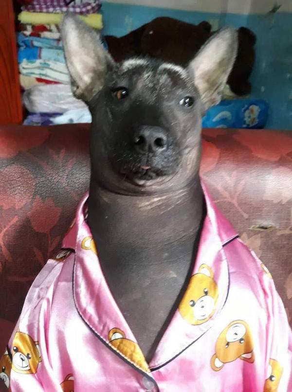 'Boss' bị 'sen' bắt mặc đồ ngủ rêu rao khắp nơi, cộng đồng mạng thắc mắc: Là chó hay heo? 'Boss' bị 'sen' bắt mặc đồ ngủ rêu rao khắp nơi, cộng đồng mạng thắc mắc: Là chó hay heo?