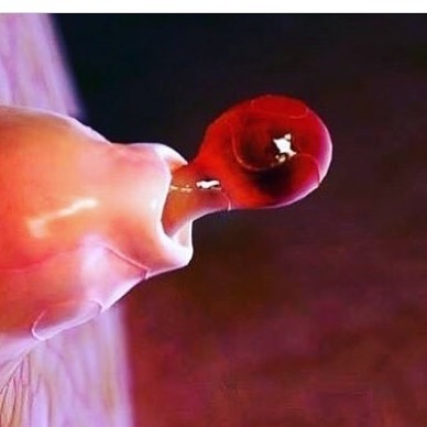 Nhìn các bộ phận trong cơ thể người qua lớp kính hiển vi: 'Tôi đang thấy cái gì thế này?' Nhìn các bộ phận trong cơ thể người qua lớp kính hiển vi: 'Tôi đang thấy cái gì thế này?'