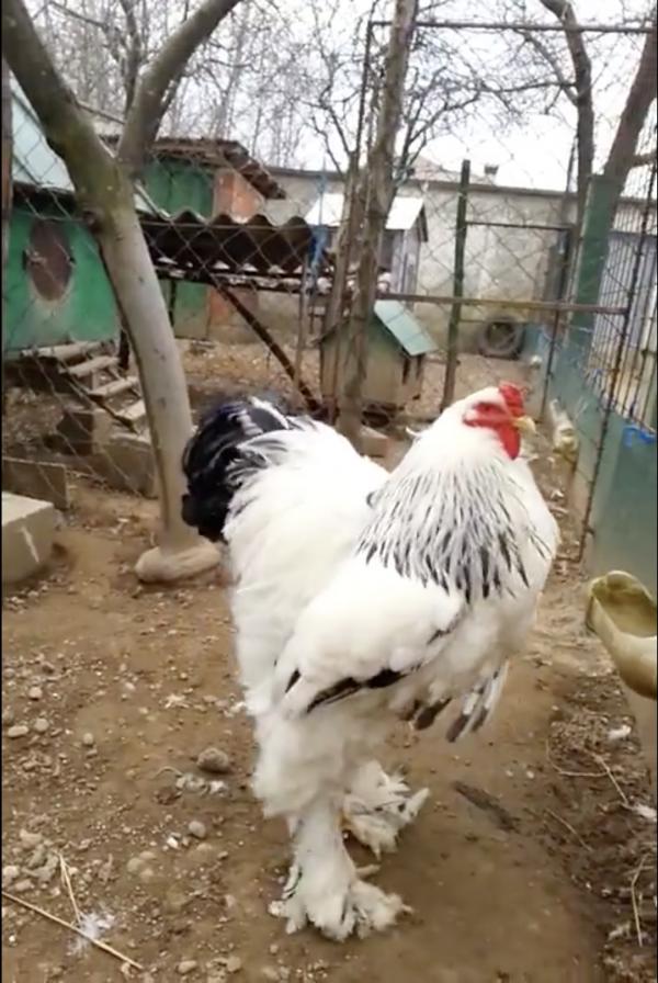 Chú gà khổng lồ từng náo loạn thế giới động vật hiện đã có cuộc sống bình yên bên 2 cô vợ Chú gà khổng lồ từng náo loạn thế giới động vật hiện đã có cuộc sống bình yên bên 2 cô vợ