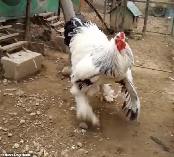 Chú gà khổng lồ từng náo loạn thế giới động vật hiện đã có cuộc sống bình yên bên 2 cô vợ Chú gà khổng lồ từng náo loạn thế giới động vật hiện đã có cuộc sống bình yên bên 2 cô vợ