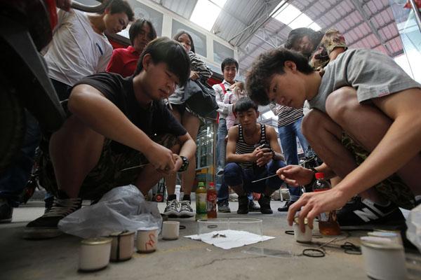 Dân nhà giàu Trung Quốc mua 'một vé về tuổi thơ' bằng cách bỏ 3,2 tỷ đồng đi cá cược chọi dế Dân nhà giàu Trung Quốc mua 'một vé về tuổi thơ' bằng cách bỏ 3,2 tỷ đồng đi cá cược chọi dế