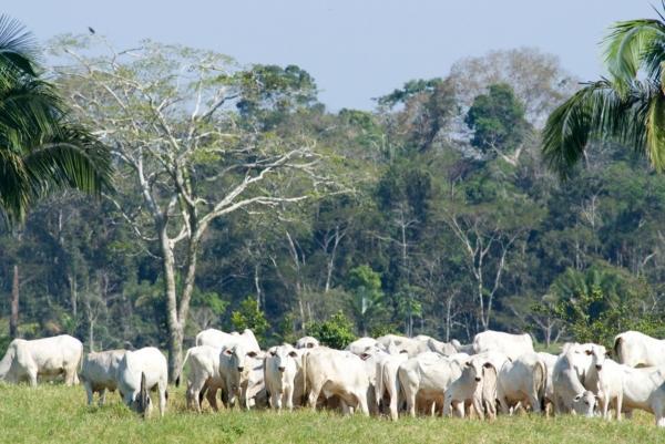 Vài điều cần biết để ngăn một cuộc 'đại tuyệt chủng' mới đang đến gần Vài điều cần biết để ngăn một cuộc 'đại tuyệt chủng' mới đang đến gần