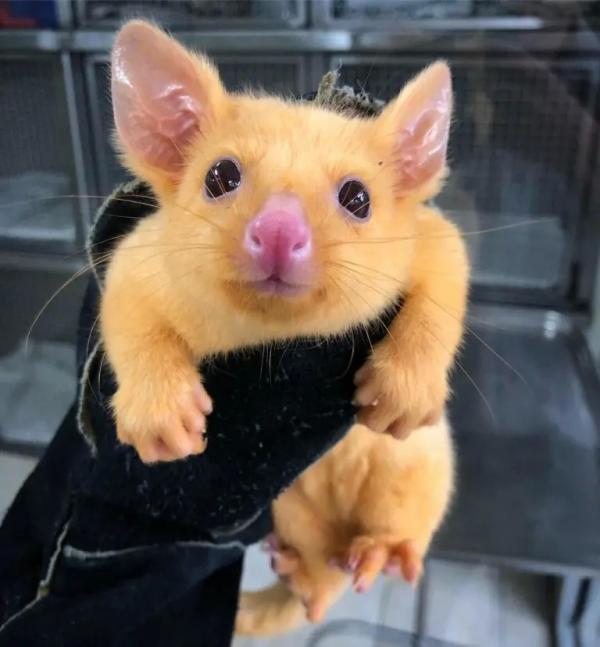 Chồn Opossum đột biến có bộ lông vàng khiến ai cũng ngỡ Pikachu biến hình Chồn Opossum đột biến có bộ lông vàng khiến ai cũng ngỡ Pikachu biến hình
