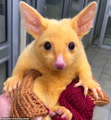 Chồn Opossum đột biến có bộ lông vàng khiến ai cũng ngỡ Pikachu biến hình Chồn Opossum đột biến có bộ lông vàng khiến ai cũng ngỡ Pikachu biến hình