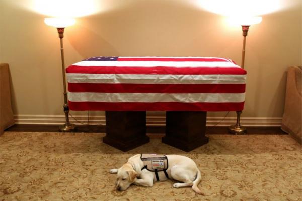 Xúc động trước hình ảnh chú chó của cố Tổng thống George H.W. Bush nằm bên quan tài chủ Xúc động trước hình ảnh chú chó của cố Tổng thống George H.W. Bush nằm bên quan tài chủ