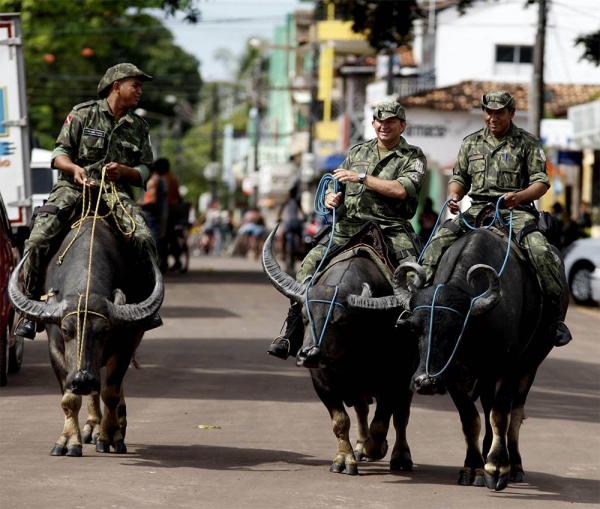 Ly kỳ chuyện cảnh sát Brazil huấn luyện trâu vượt đầm lầy Amazon truy đuổi tội phạm Ly kỳ chuyện cảnh sát Brazil huấn luyện trâu vượt đầm lầy Amazon truy đuổi tội phạm