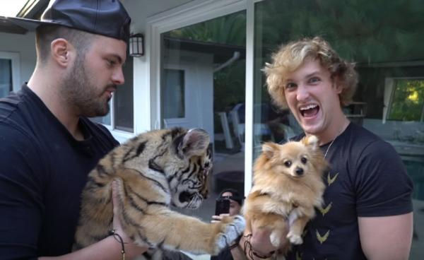 Nhờ video của Logan Paul, cảnh sát đã bắt giữ một người nuôi hổ trái phép Nhờ video của Logan Paul, cảnh sát đã bắt giữ một người nuôi hổ trái phép
