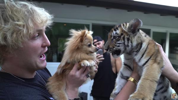 Nhờ video của Logan Paul, cảnh sát đã bắt giữ một người nuôi hổ trái phép Nhờ video của Logan Paul, cảnh sát đã bắt giữ một người nuôi hổ trái phép