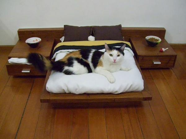 Loạt ảnh cho thấy cuộc sống thượng lưu của các 'boss' mèo Loạt ảnh cho thấy cuộc sống thượng lưu của các 'boss' mèo