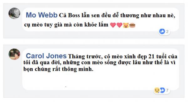 Chú mèo Anh trở thành vị 'boss' già nhất thế giới sau khi tổ chức 'mừng thọ' lần thứ 30 Chú mèo Anh trở thành vị 'boss' già nhất thế giới sau khi tổ chức 'mừng thọ' lần thứ 30