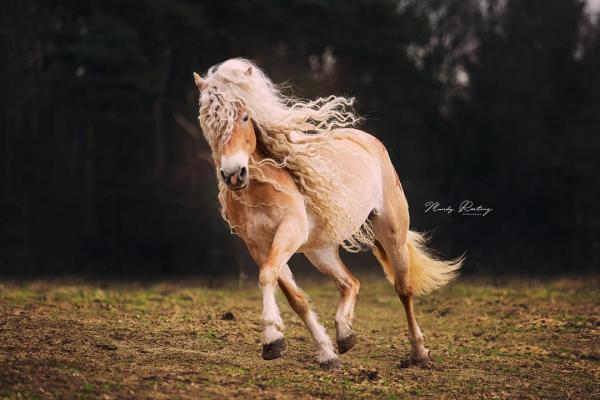 Ngắm nhìn nàng ngựa sở hữu mái tóc đẹp quý phái như Rapunzel Ngắm nhìn nàng ngựa sở hữu mái tóc đẹp quý phái như Rapunzel