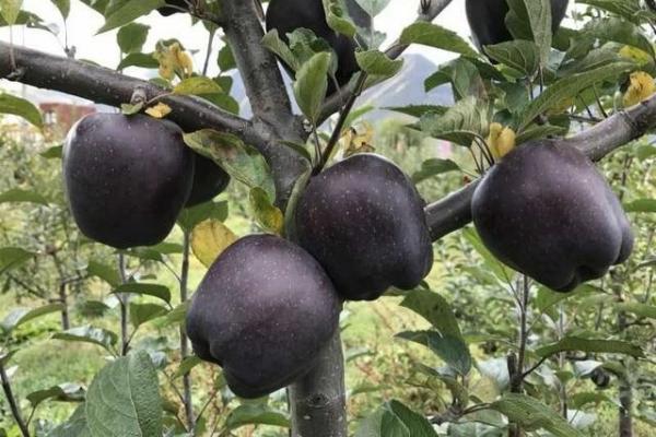 Táo đen quý hiếm giá gần 500.000đ/quả nhưng nông dân chẳng mấy mặn mà Táo đen quý hiếm giá gần 500.000đ/quả nhưng nông dân chẳng mấy mặn mà