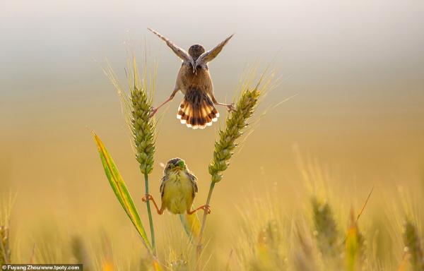Những bức ảnh đoạt giải 'Travel Photographer of the Year': Đây là một thế giới mà ta chưa từng biết Những bức ảnh đoạt giải 'Travel Photographer of the Year': Đây là một thế giới mà ta chưa từng biết